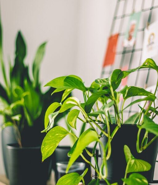 How to Refresh Your Home with Plants for a Vibrant Living Space