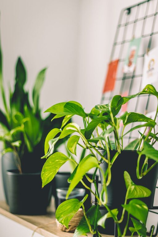 How to Refresh Your Home with Plants for a Vibrant Living Space